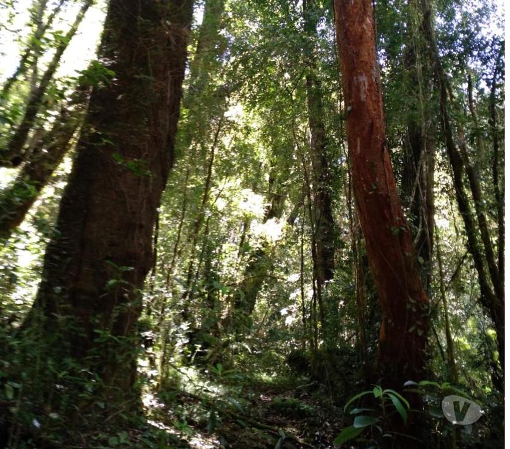 Venta de Haciendas Chiloé Queilén - Fotos de Se vende campo en Queilen, Chiloé
