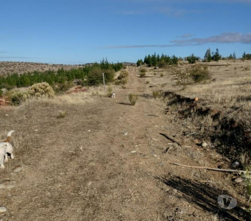 Parcelas en Venta Cauquenes Cauquenes - Fotos de Parcela 5.000 m2 Cauquenes VII Región