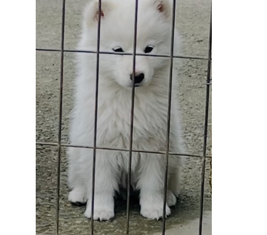 Gatos en Venta Osorno Osorno - Fotos de Cachorritos Samoyedo
