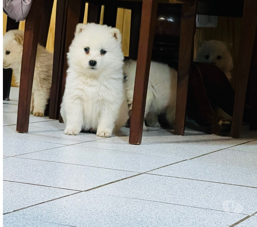 Gatos en Venta Valdivia Valdivia - Fotos de Cachorritos Samoyedo