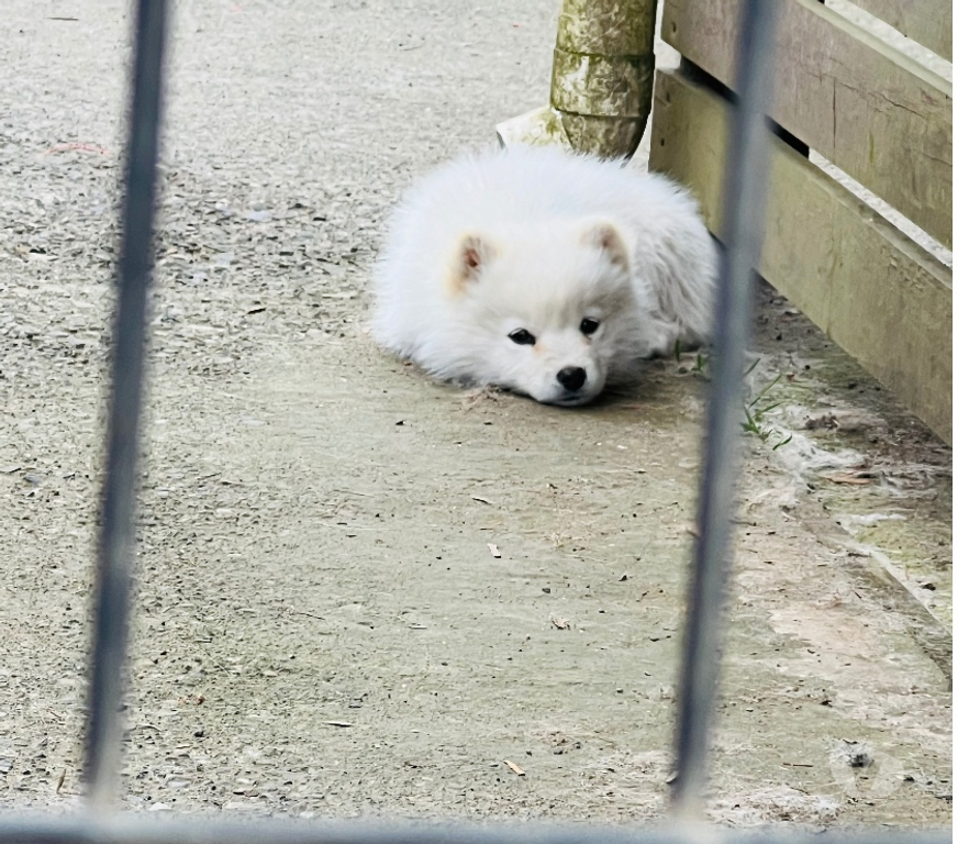 Gatos en Venta Osorno Osorno - Fotos de Cachorritos Samoyedo