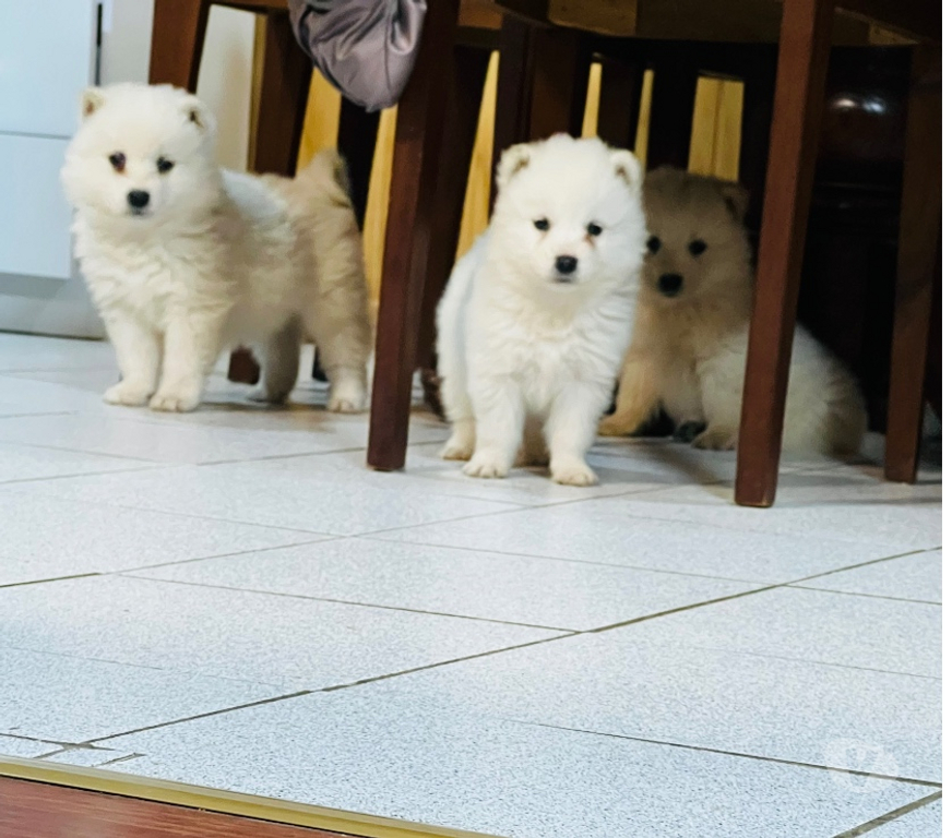 Gatos en Venta Valdivia Valdivia - Fotos de Cachorritos Samoyedo