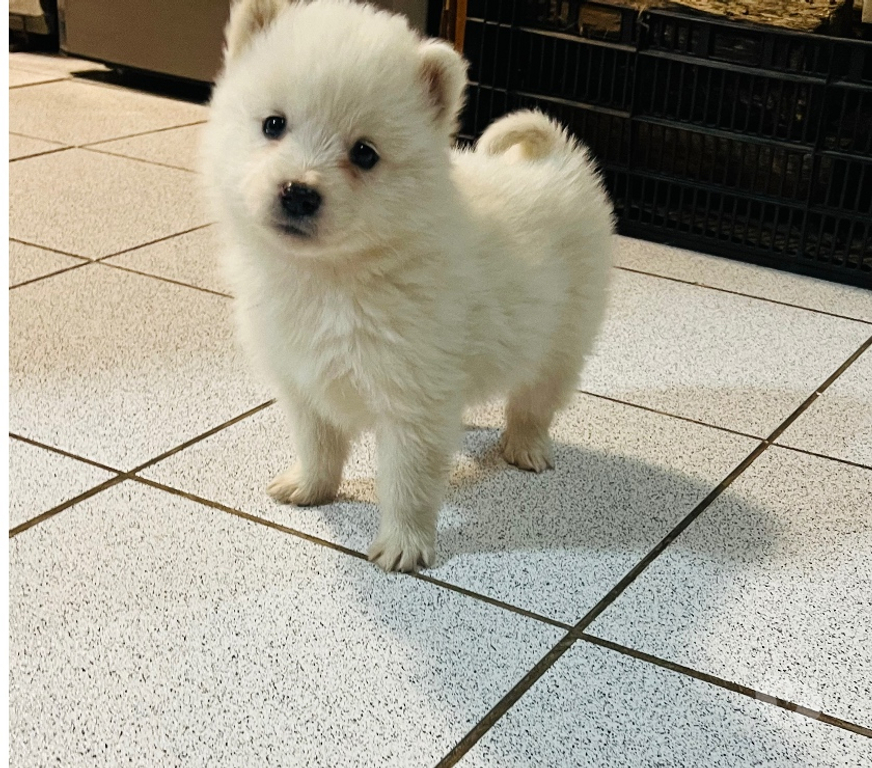 Gatos en Venta Valdivia Valdivia - Fotos de Cachorritos Samoyedo