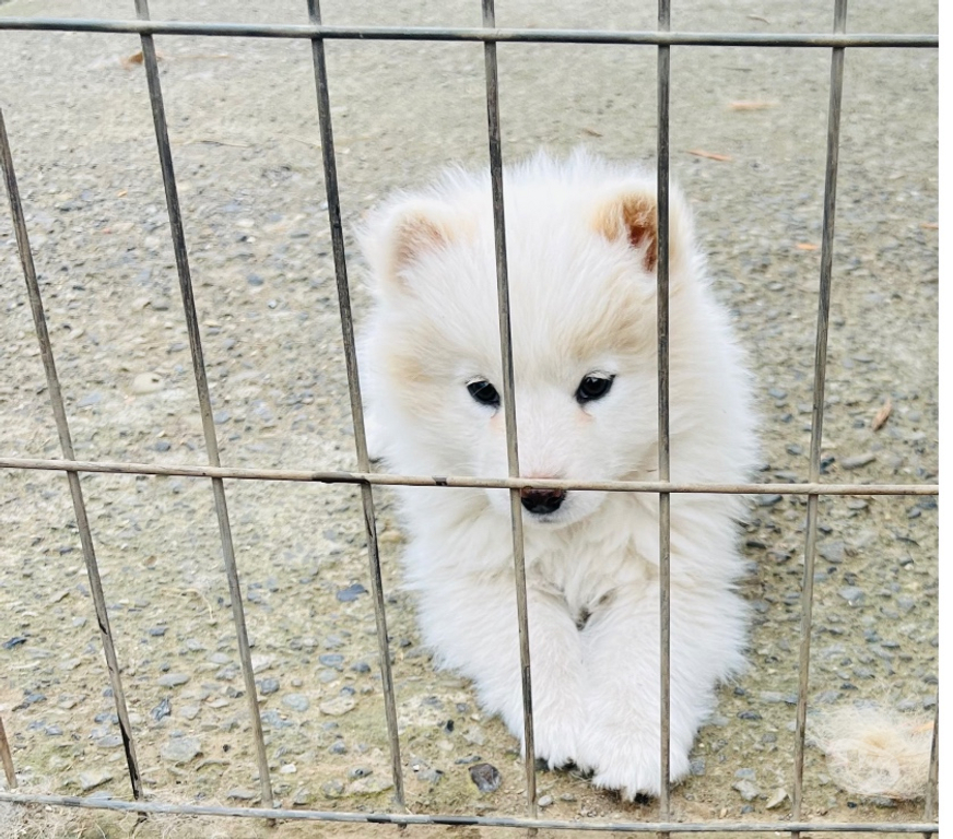 Gatos en Venta Osorno Osorno - Fotos de Cachorritos Samoyedo