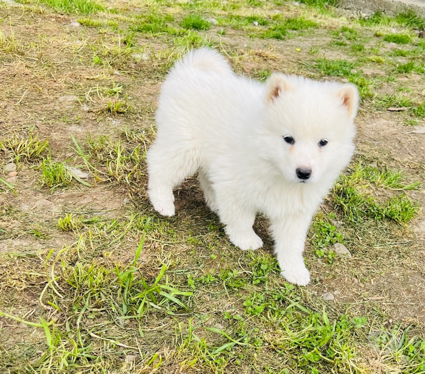 Gatos en Venta Osorno Osorno - Fotos de Cachorritos Samoyedo