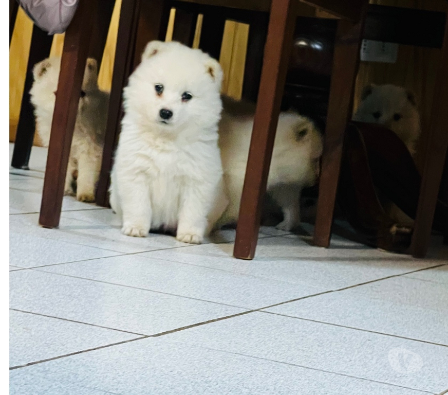 Gatos en Venta Valdivia Valdivia - Fotos de Cachorritos Samoyedo