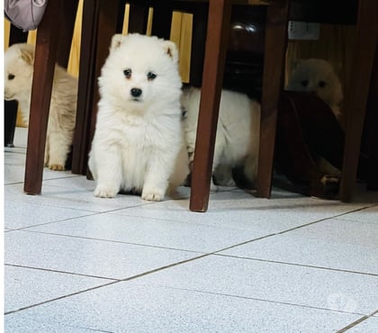 Venta de Mascotas Valdivia Valdivia - Fotos de Cachorritos Samoyedo