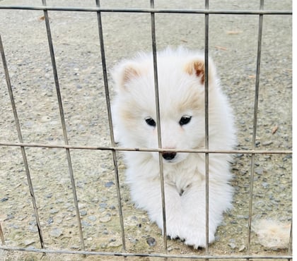 Venta de Mascotas Osorno Osorno - Fotos de Cachorritos Samoyedo
