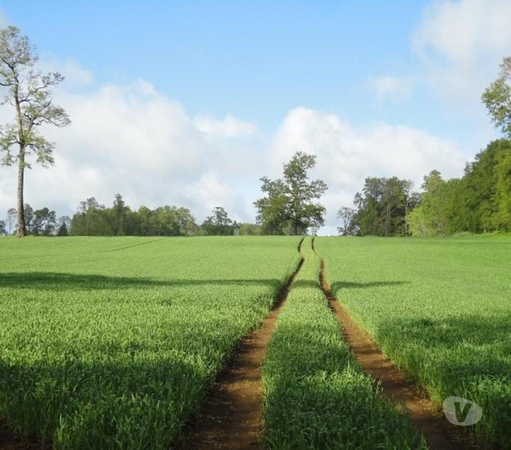 Venta de Haciendas Valdivia Los Lagos - Fotos de Precioso Campo Ganadero de 490 hás en Los Lagos-Valdivia