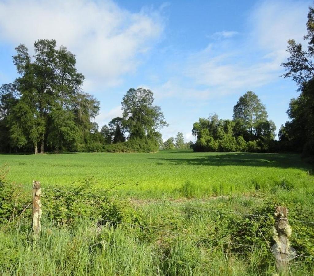 Venta de Haciendas Valdivia Los Lagos - Fotos de Precioso Campo Ganadero de 490 hás en Los Lagos-Valdivia
