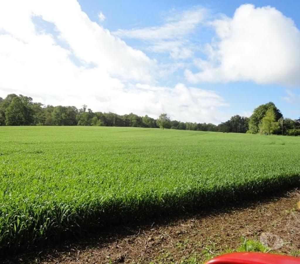 Venta de Haciendas Valdivia Los Lagos - Fotos de Precioso Campo Ganadero de 490 hás en Los Lagos-Valdivia