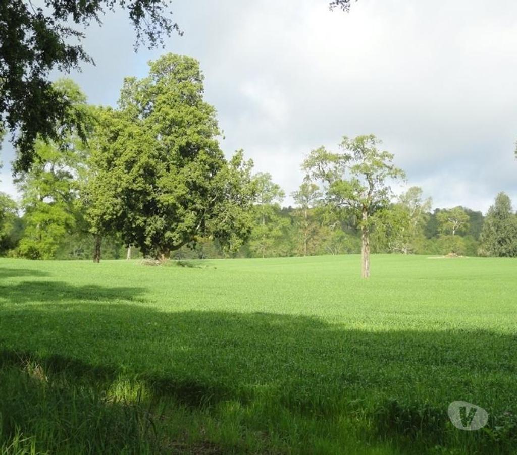 Venta de Haciendas Valdivia Los Lagos - Fotos de Precioso Campo Ganadero de 490 hás en Los Lagos-Valdivia