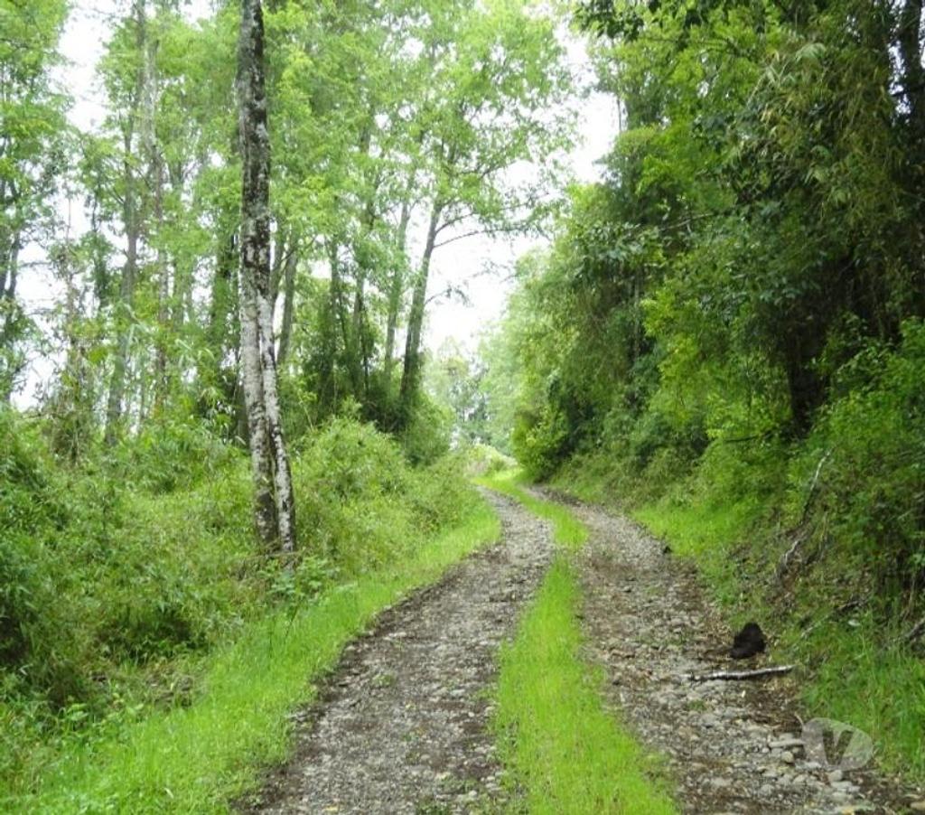 Venta de Haciendas Valdivia Los Lagos - Fotos de Precioso Campo Ganadero de 490 hás en Los Lagos-Valdivia