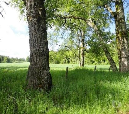 Campos-Fundos-Haciendas Los Lagos Valdivia - Fotos de Precioso Campo Ganadero de 490 hás en Los Lagos-Valdivia