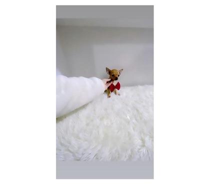 Venta de Mascotas La Cisterna Santiago - Fotos de CHIHUAHUAS HEMBRAS Y MACHO LÍNEA MINIATURA