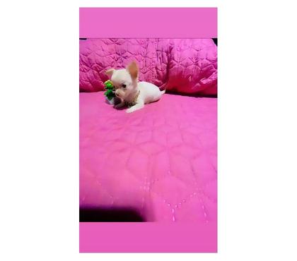 Perros en Venta La Cisterna Santiago - Fotos de Hermosas chihuahuas 🥰❤️línea mini