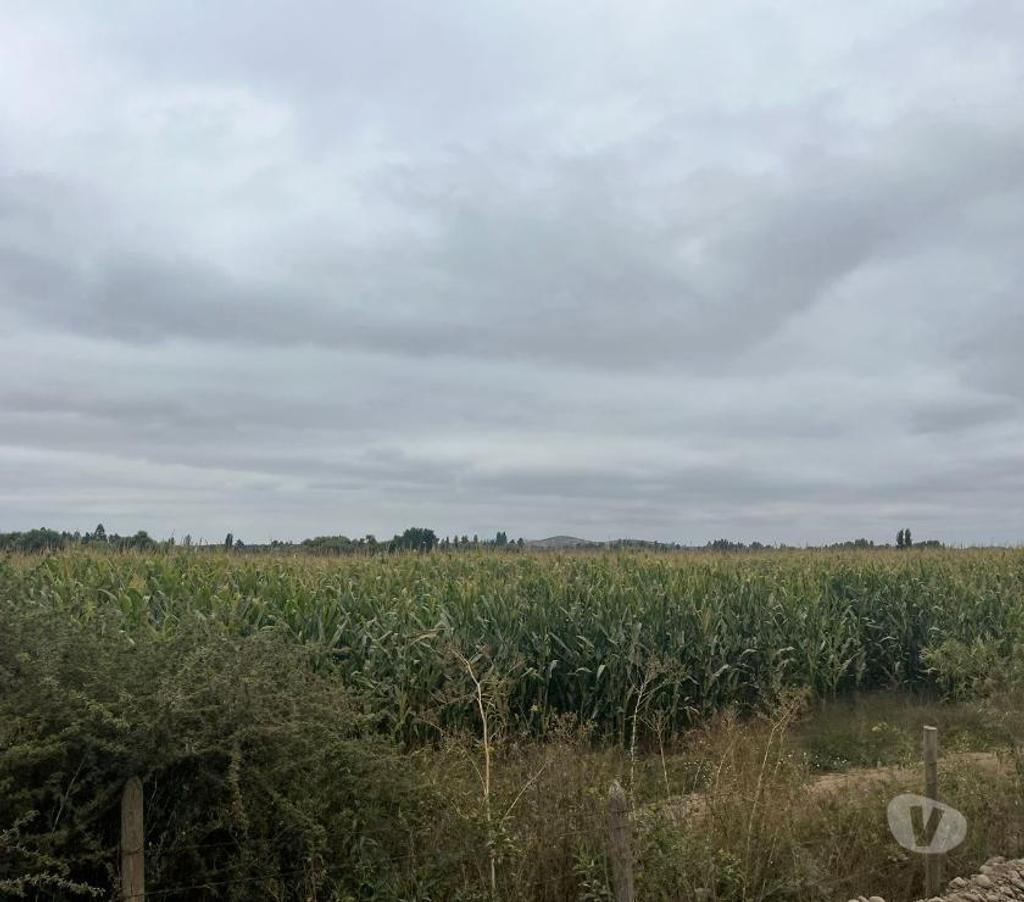 Venta de Haciendas Talca Pencahue - Fotos de Muy Buen Campo de 600 hás en Pencahue-Talca con Agua
