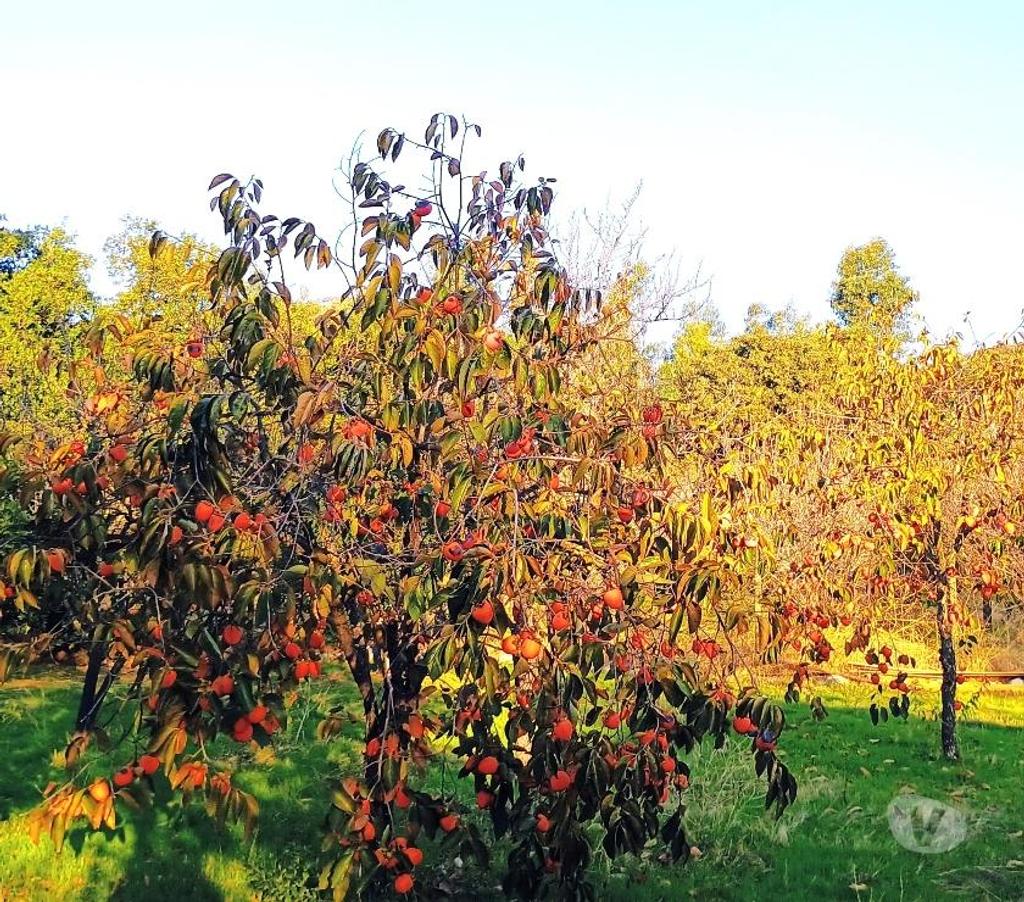 Bienes Raices Cachapoal San Vicente - Fotos de Linda parcela de agrado en el Tambo VI Región