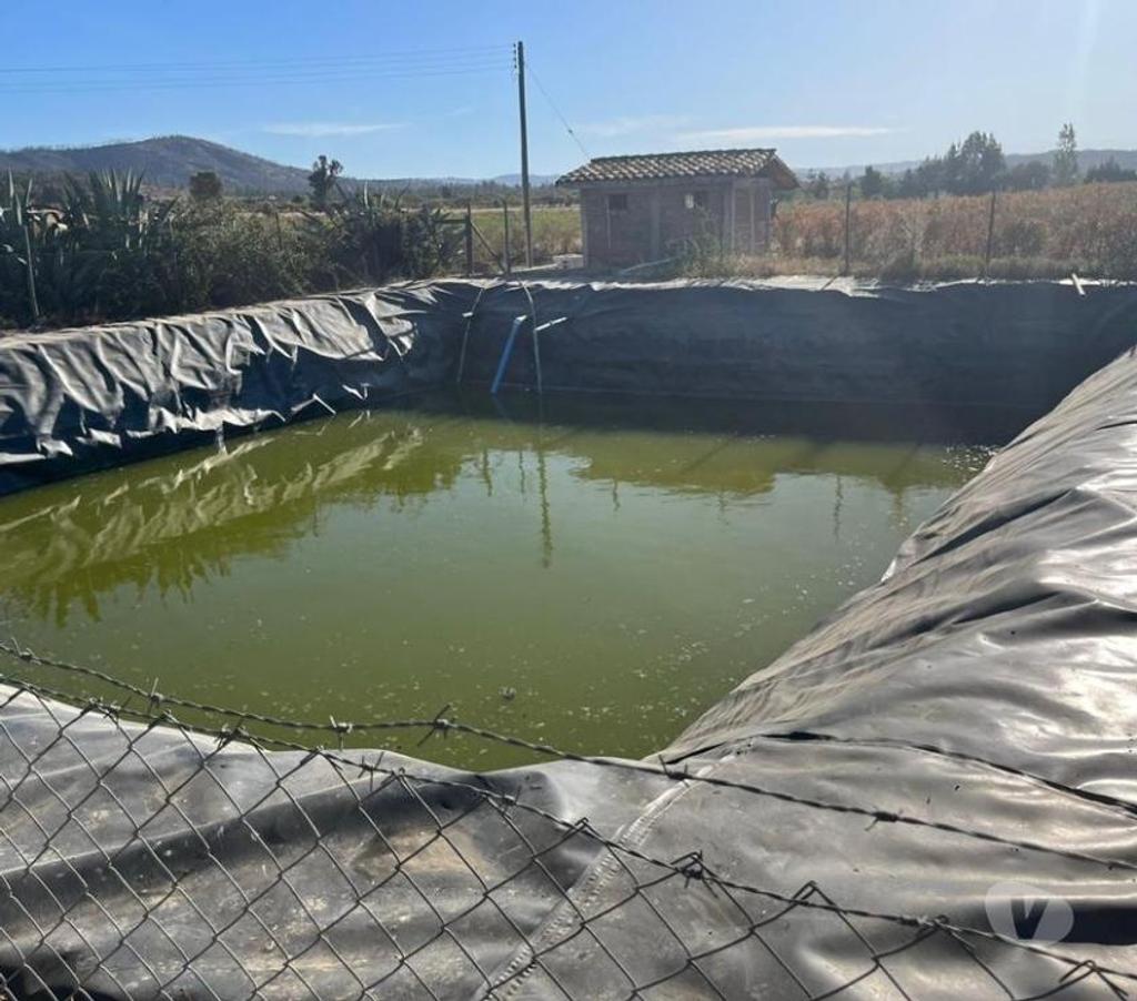 Venta de Haciendas Colchagua Pumanque - Fotos de Muy Buen Campo de 42 hás en Pumanque- Colchagua, con Agua