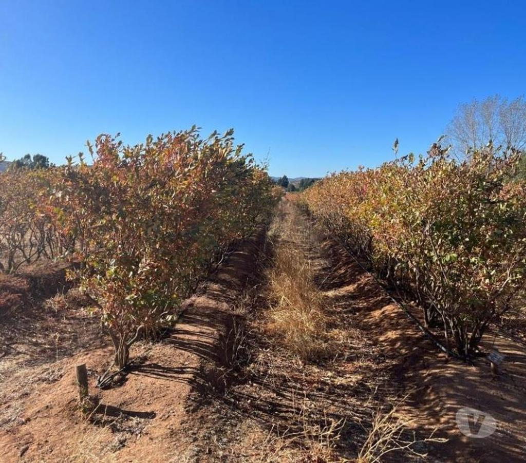 Venta de Haciendas Colchagua Pumanque - Fotos de Muy Buen Campo de 42 hás en Pumanque- Colchagua, con Agua