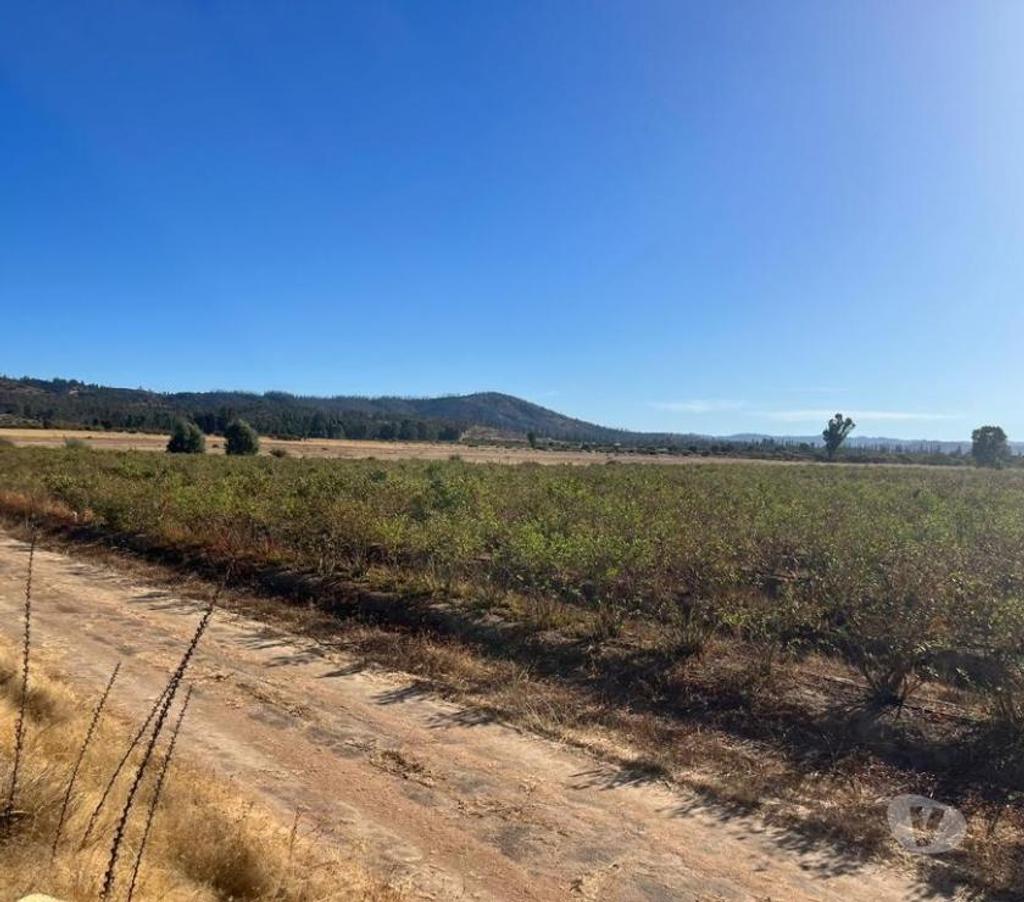 Venta de Haciendas Colchagua Pumanque - Fotos de Muy Buen Campo de 42 hás en Pumanque- Colchagua, con Agua