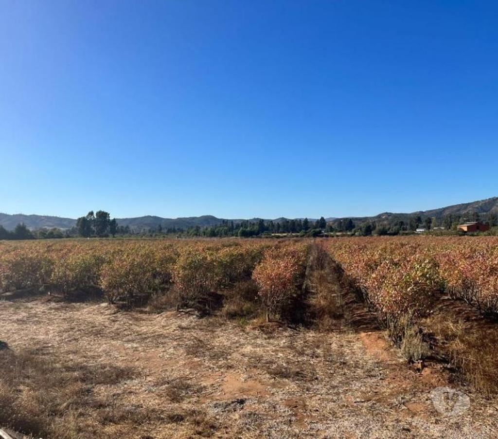 Venta de Haciendas Colchagua Pumanque - Fotos de Muy Buen Campo de 42 hás en Pumanque- Colchagua, con Agua