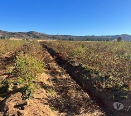 Venta de Haciendas Pumanque Colchagua - Fotos de Muy Buen Campo de 42 hás en Pumanque- Colchagua, con Agua