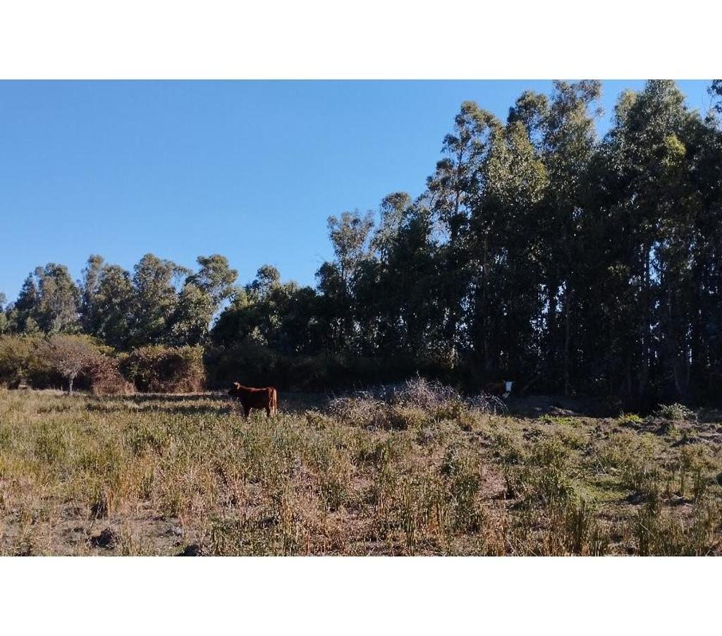 Parcelas en Venta Ñuble Bulnes - Fotos de VENDO TERRENO RURAL EN BULNES