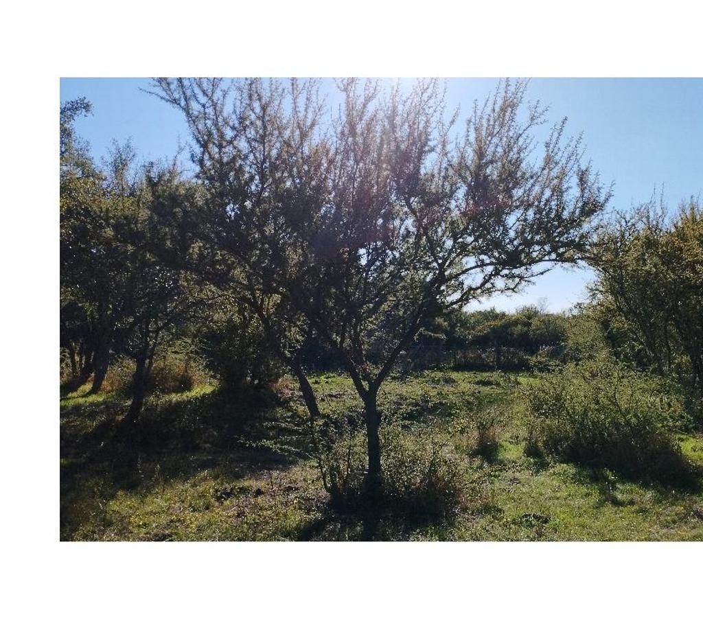 Parcelas en Venta Ñuble Bulnes - Fotos de VENDO TERRENO RURAL EN BULNES
