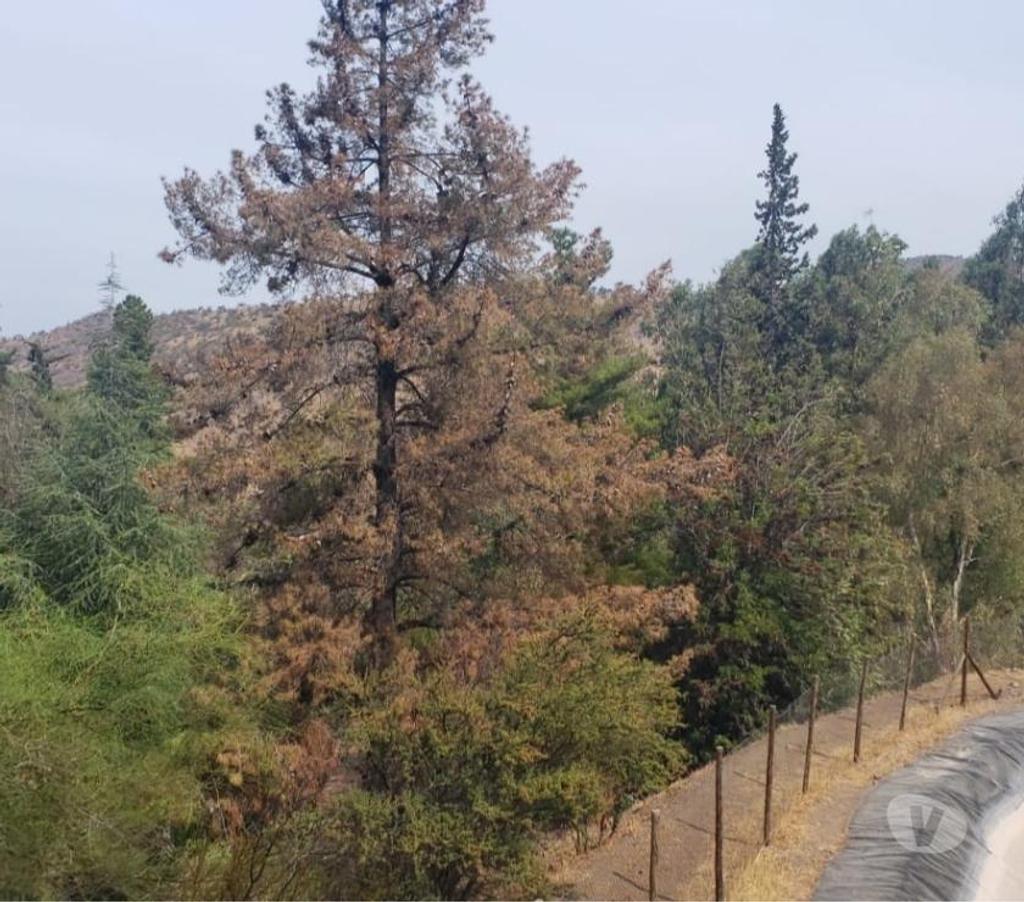 Venta de Haciendas Chacabuco Colina - Fotos de Campo de 450 hás en Chacabuco-Colina con agua