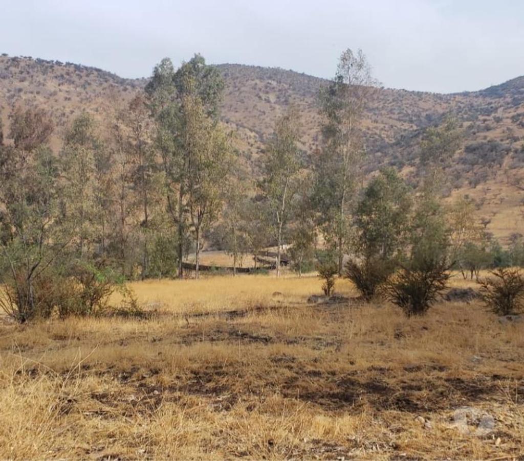 Venta de Haciendas Chacabuco Colina - Fotos de Campo de 450 hás en Chacabuco-Colina con agua