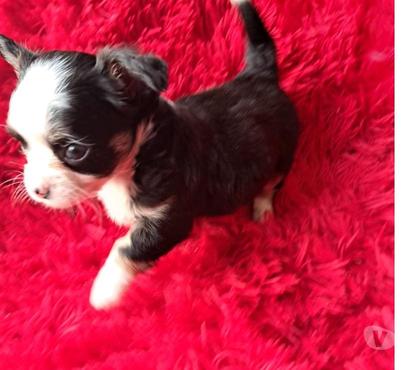 Gatos en Venta Santiago Santiago - Fotos de chihuahua mini de pelo largo