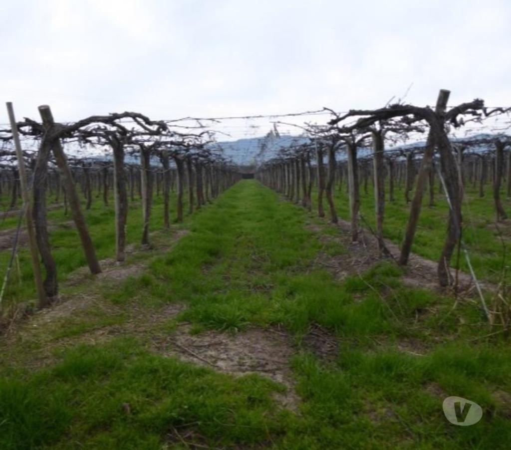 Venta de Haciendas Colchagua Nancagua - Fotos de Hermoso Campo de 213 hás Nancagua (Colchagua) con agua