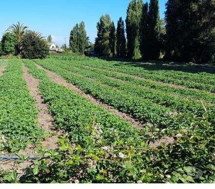 Terrenos-Parcelas Santa Cruz Colchagua - Fotos de Vendo terreno 8.600m2 apto para negocio ciudad Santa Cruz