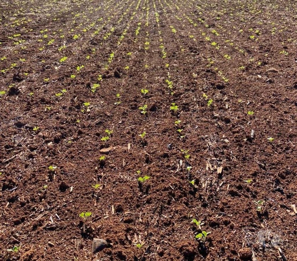 Venta de Haciendas Bío-Bío Mulchén - Fotos de Espectacular Campo de 305 hás en Mulchén con Agua