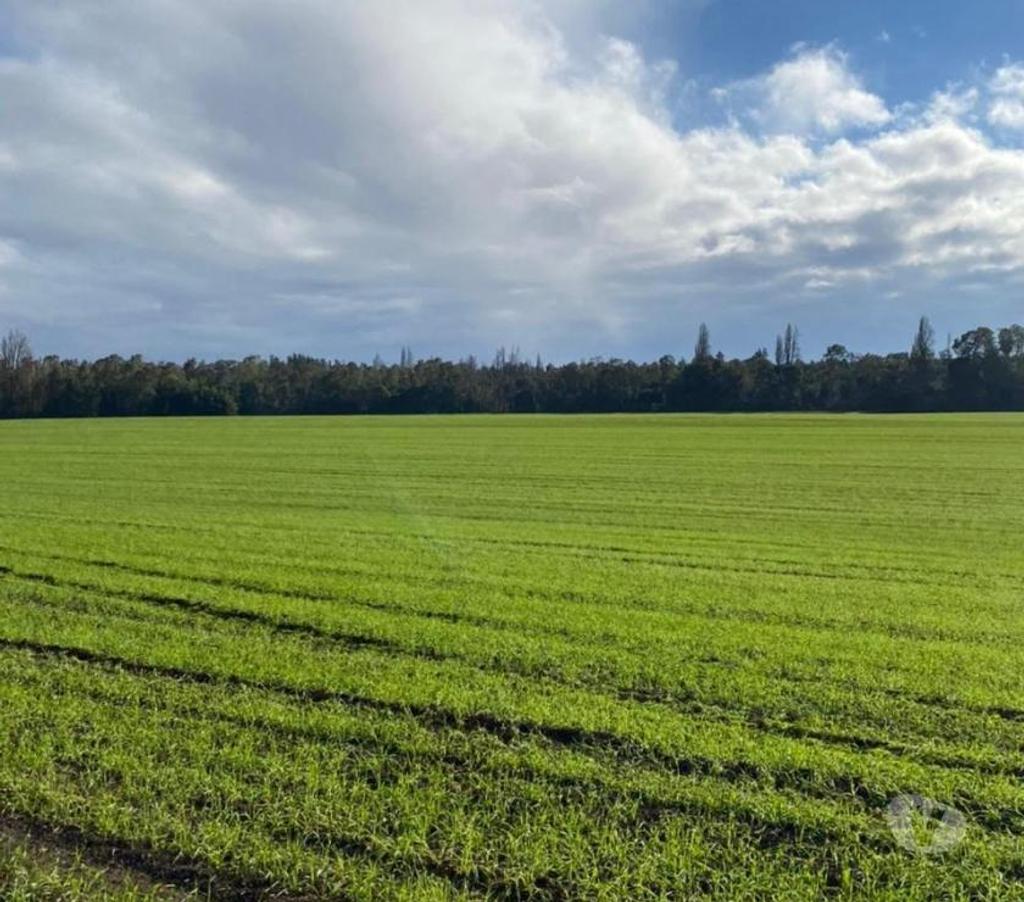 Venta de Haciendas Bío-Bío Mulchén - Fotos de Espectacular Campo de 305 hás en Mulchén con Agua
