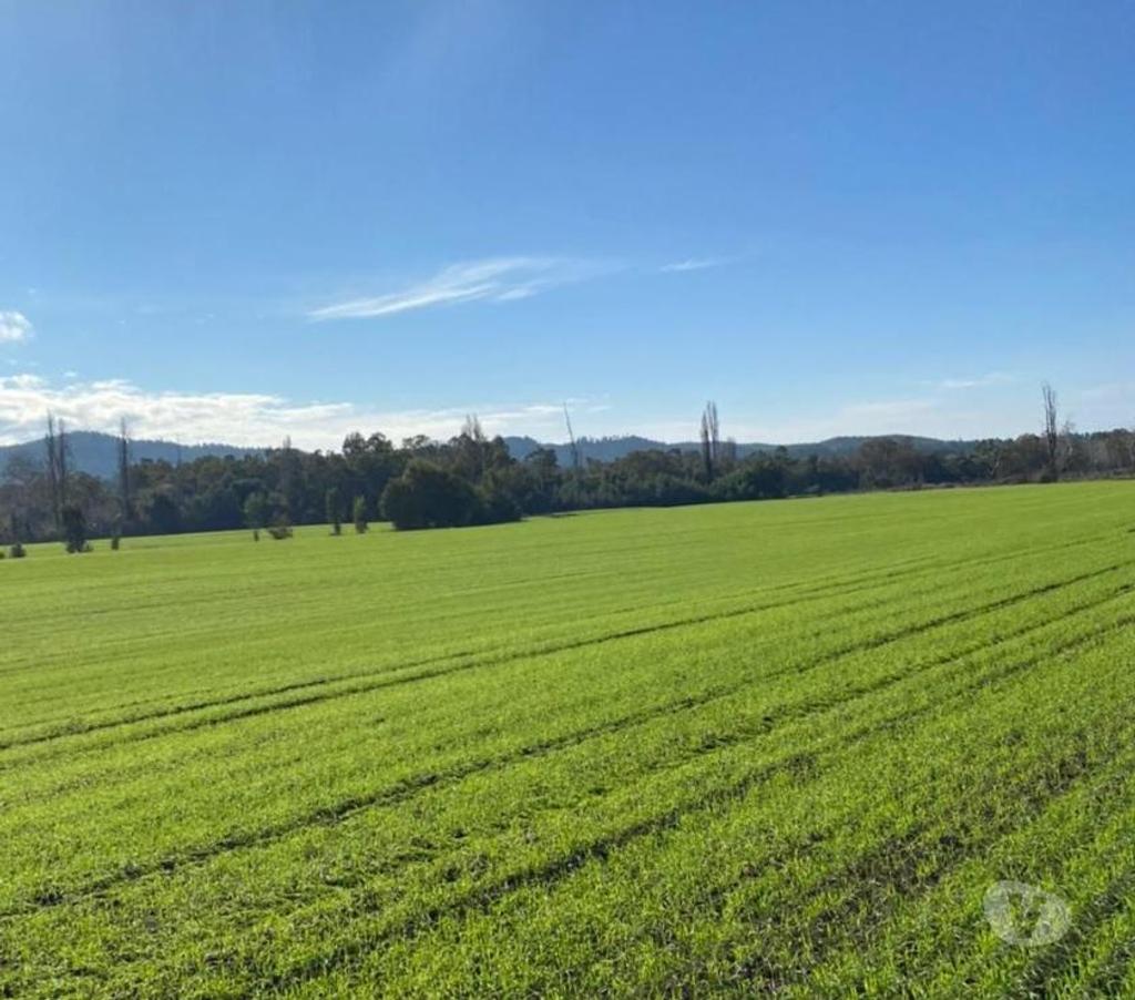 Venta de Haciendas Bío-Bío Mulchén - Fotos de Espectacular Campo de 305 hás en Mulchén con Agua
