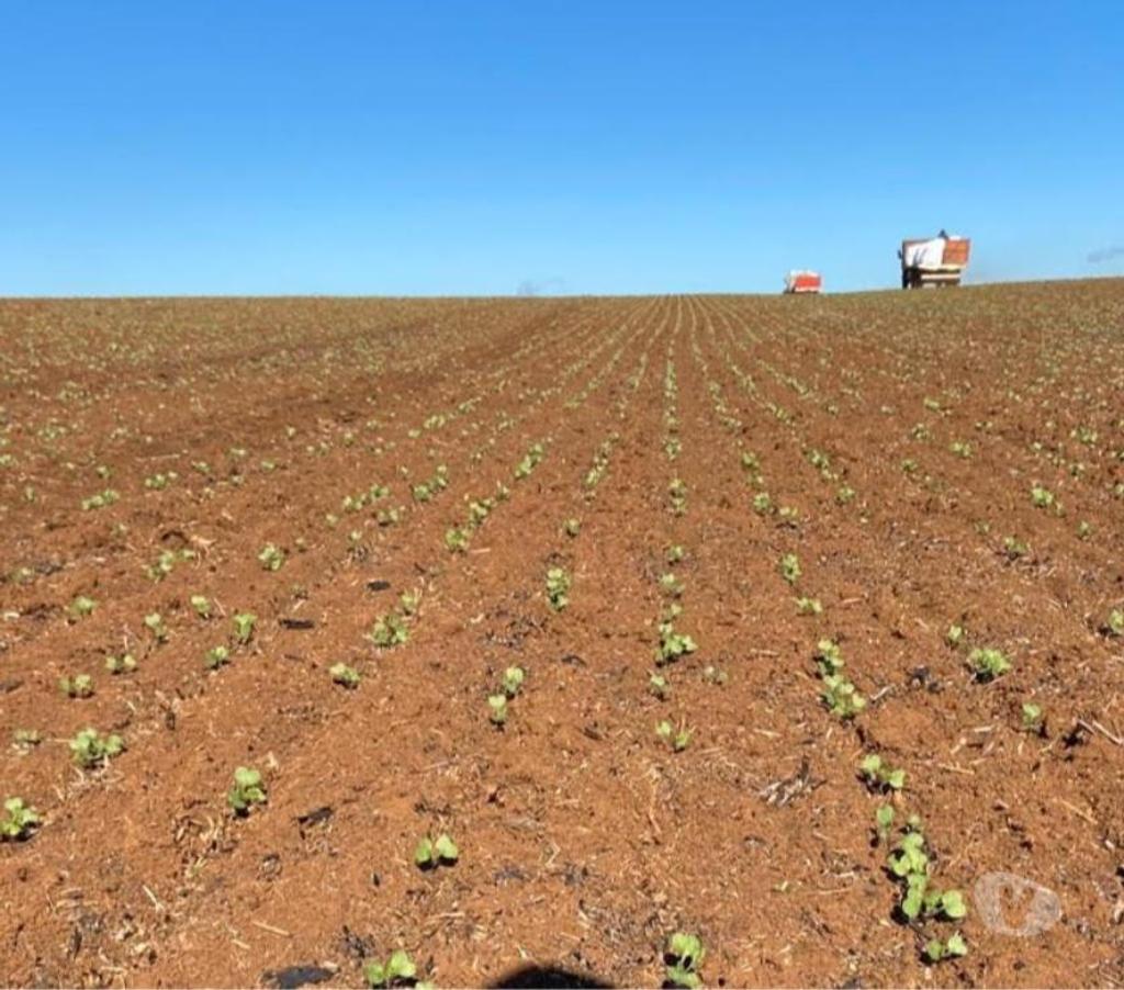 Venta de Haciendas Bío-Bío Mulchén - Fotos de Espectacular Campo de 305 hás en Mulchén con Agua