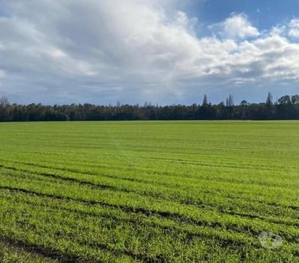 Venta de Fundos Mulchén Bío-Bío - Fotos de Espectacular Campo de 305 hás en Mulchén con Agua