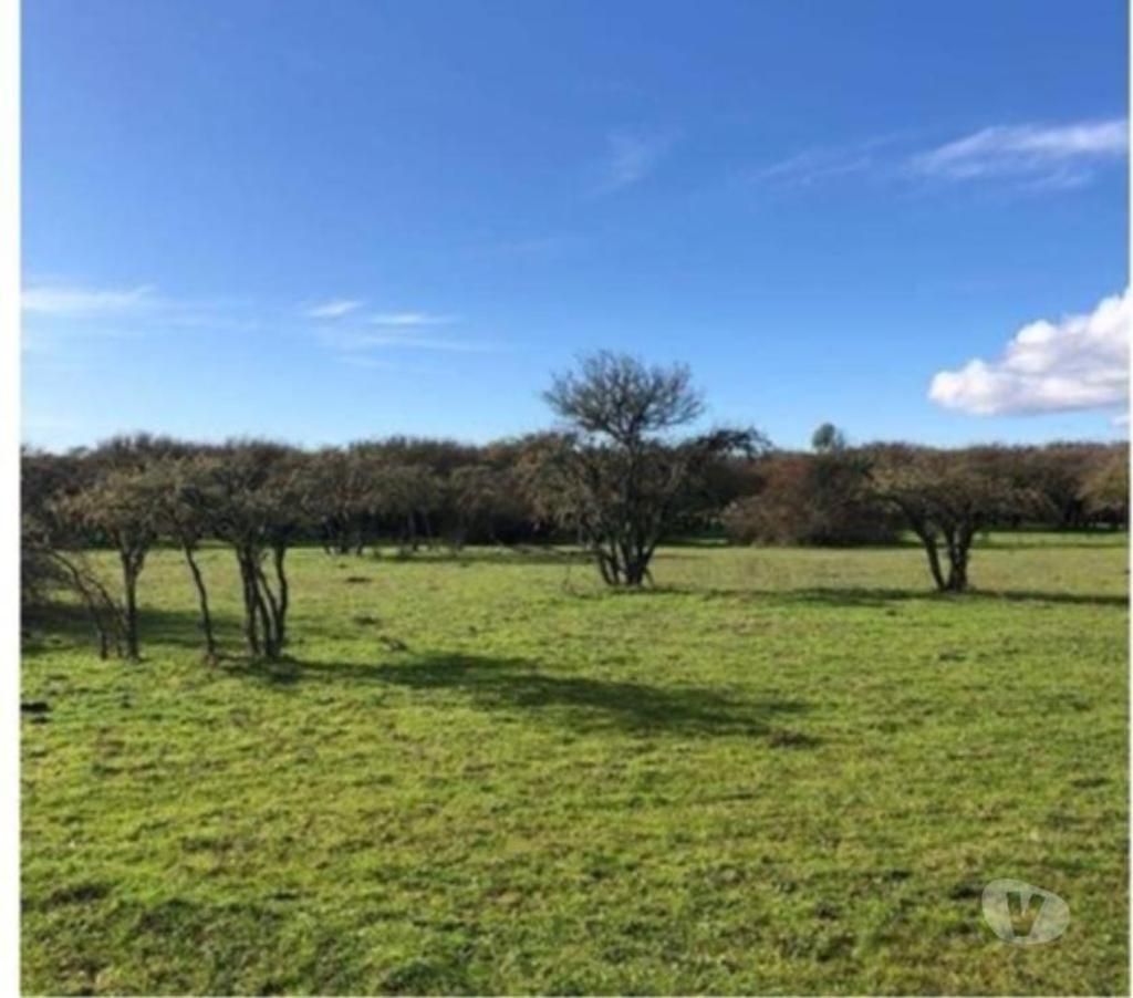 Venta de Haciendas Cauquenes Cauquenes - Fotos de Muy Económico Campo de 856 hás en Cauquenes