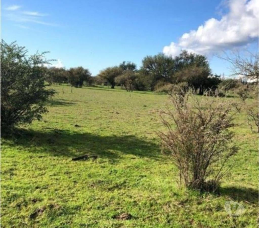 Venta de Haciendas Cauquenes Cauquenes - Fotos de Muy Económico Campo de 856 hás en Cauquenes