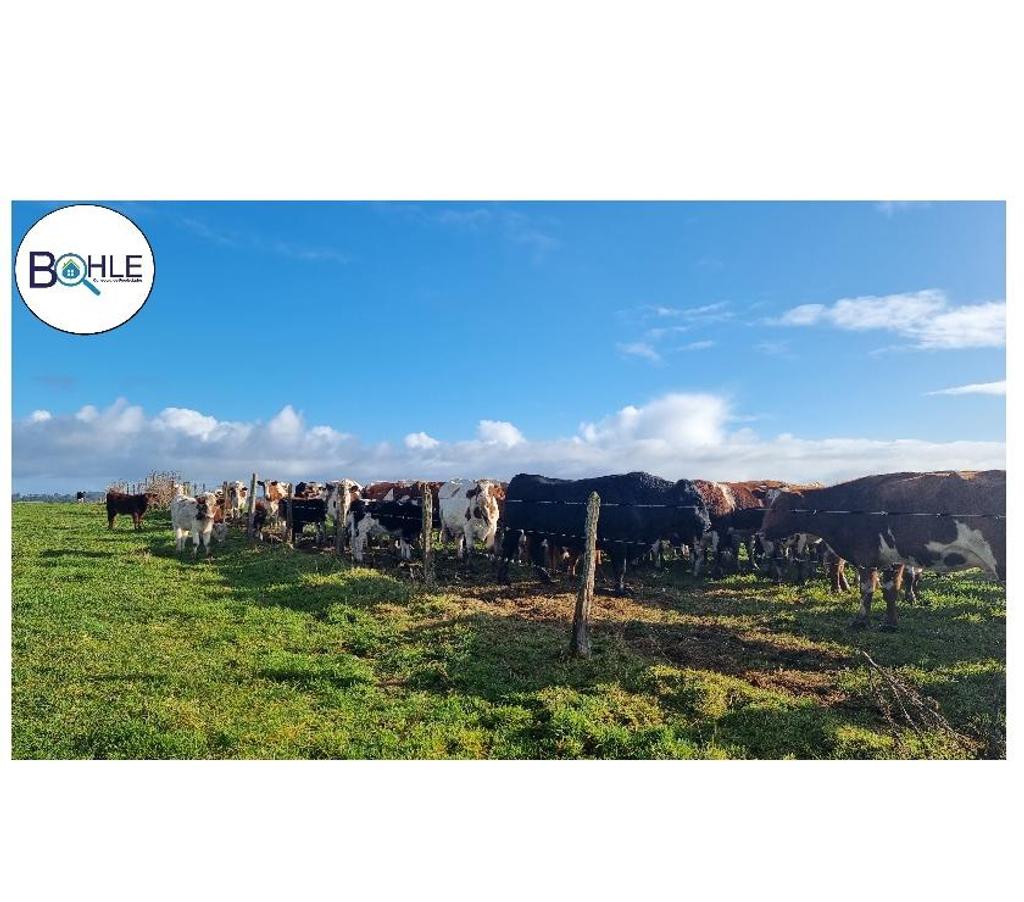 Venta de Haciendas Llanquihue Los Muermos - Fotos de VENDO - CAMPO 245 HA EN LOS MUERMOS