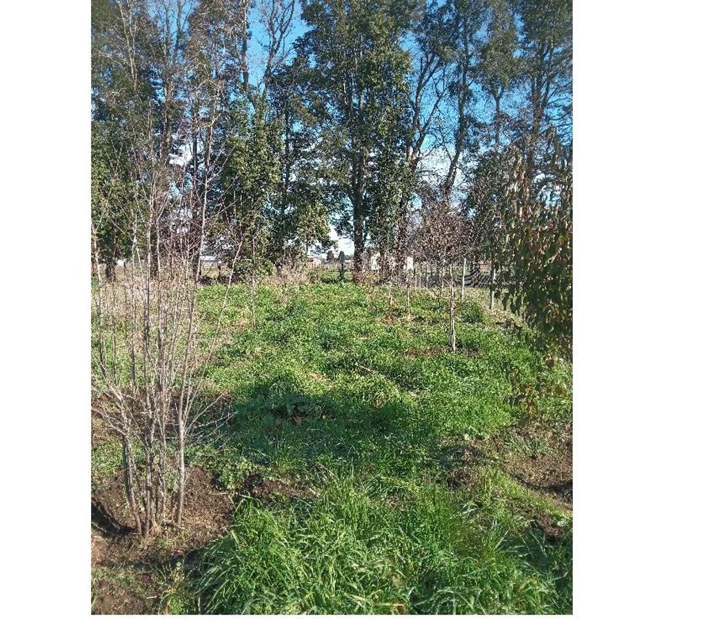 Parcelas en Venta Osorno Osorno - Fotos de VENDO PARCELA EN OSORNO