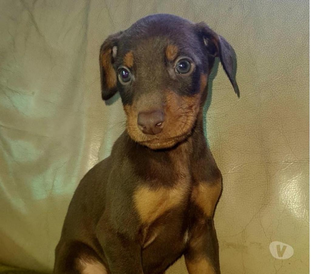 Gatos en Venta Melipilla Melipilla - Fotos de Cachorros Doberman
