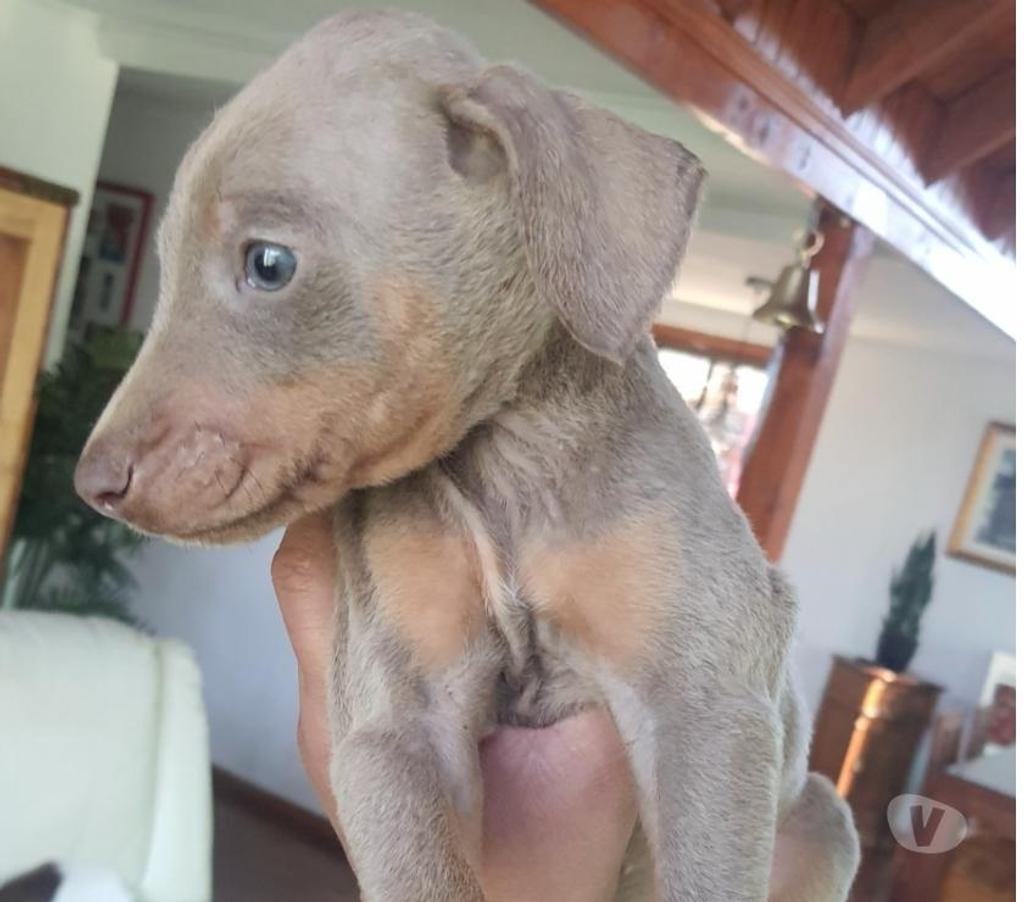 Gatos en Venta Melipilla Melipilla - Fotos de Cachorros Doberman