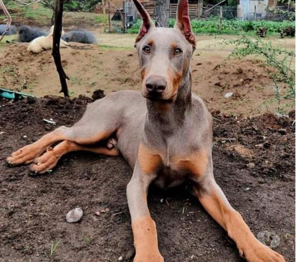 Gatos en Venta Melipilla Melipilla - Fotos de Cachorros Doberman