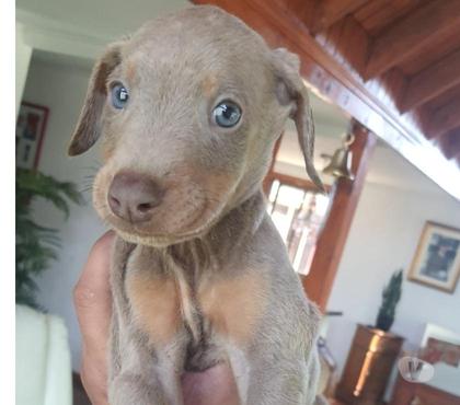 Mascotas en Venta Melipilla Melipilla - Fotos de Cachorros Doberman