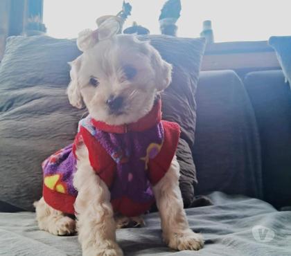 Mascotas en Chile Ñuñoa Santiago - Fotos de Poodle y maltipoo y pug
