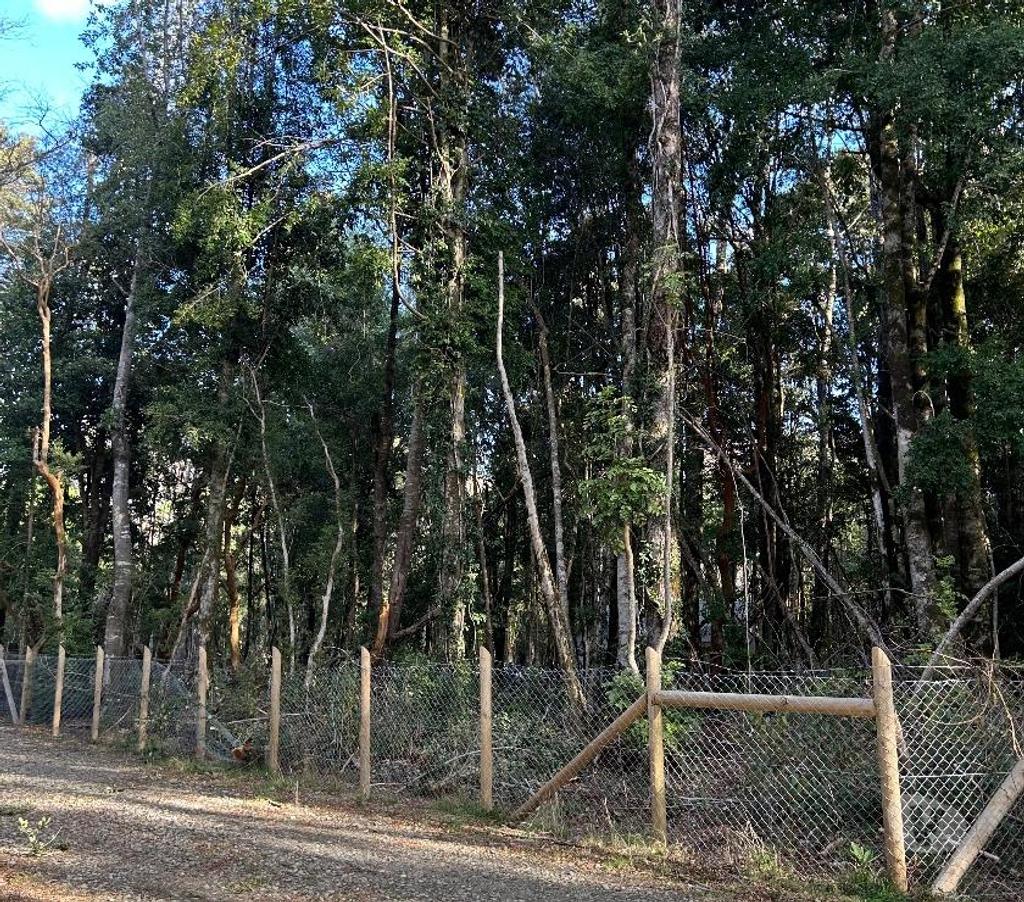 Parcelas en Venta Cautín Villarrica - Fotos de Vendo parcela en Lican Ray a 6 km del pueblo