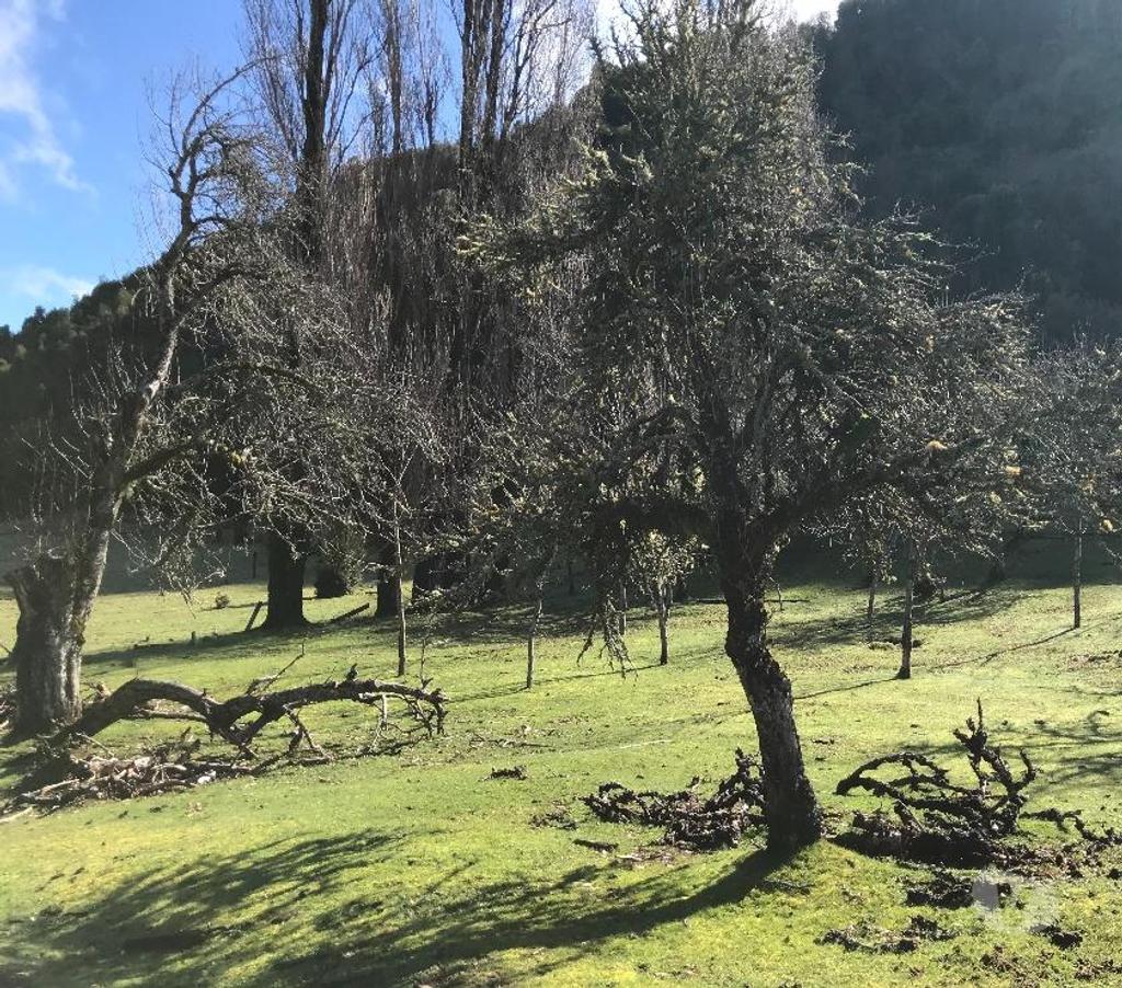 Venta de Haciendas Osorno Puyehue - Fotos de 17 hectáreas con borde de Lago Rupanco.